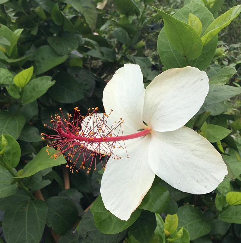 Fragrant White Hibiscus (Hibiscus arnottianus ssp arnottianus)