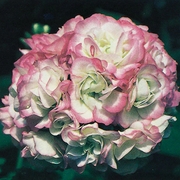 Geranium ‘Appleblossom Rosebud’ (Pelargonium hybrid) - Image 2