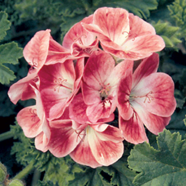Geranium ‘Apricot’ (Pelargonium hybrid)