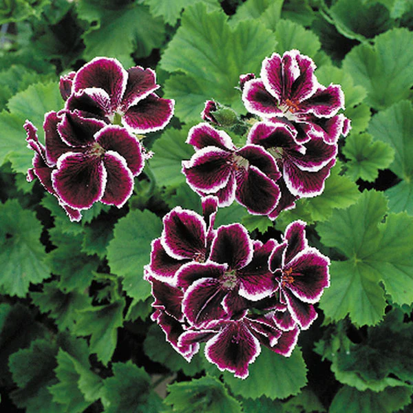 Geranium ‘Empress of Russia’ (Pelargonium hybrid)