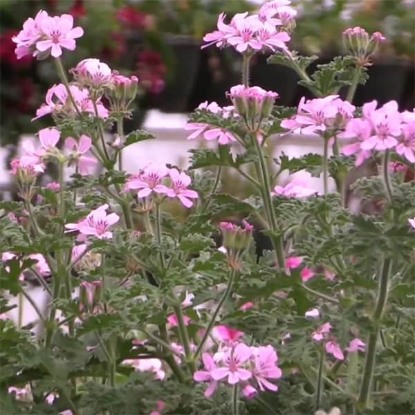 Geranium ‘Empress of Russia’ (Pelargonium hybrid) - Image 2