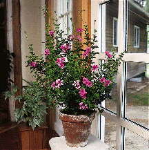 Geranium ‘Strawberry’ (Pelargonium hybrid) - Image 2