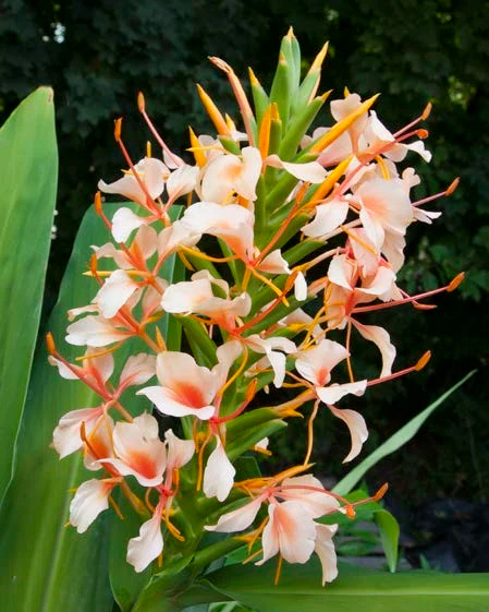 Ginger Lily 'Elizabeth' (Hedychium coronarium hybrid)