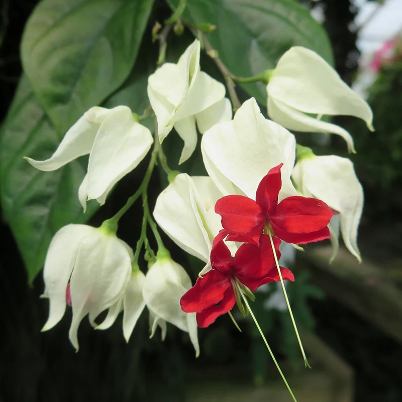 Glory Bower (Clerodendrum thomsoniae) - Image 2