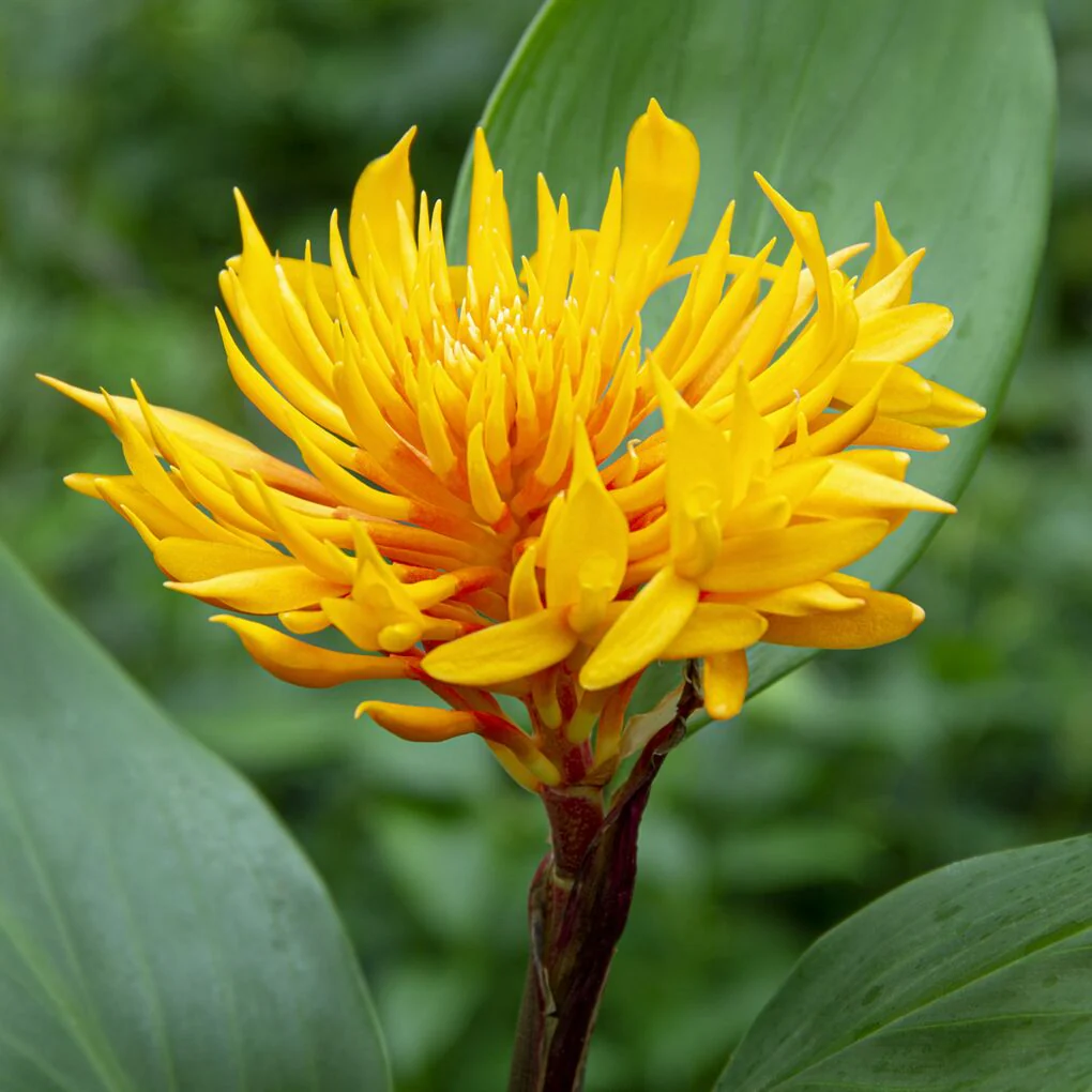Golden Brush Ginger (Burbidgea scheizocheila) - Image 2