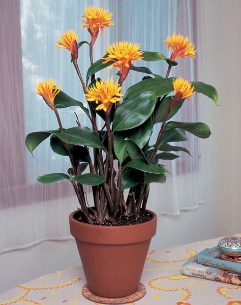 Golden Brush Ginger (Burbidgea scheizocheila) - Image 3