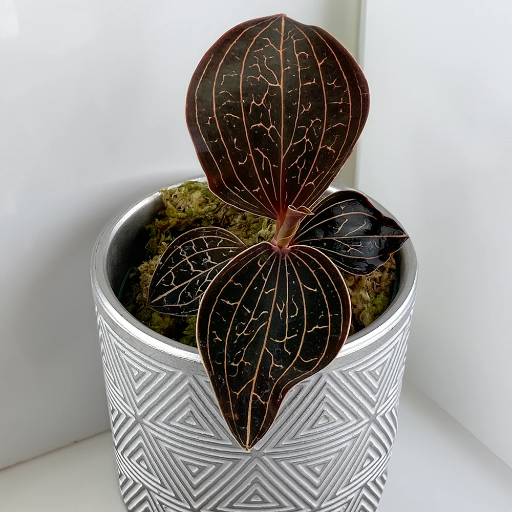 Golden Jewel Orchid (Anoectochilus chapaensis)