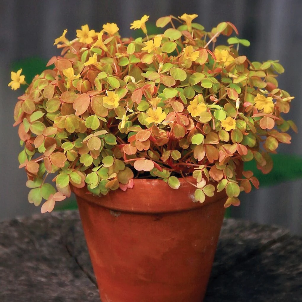 Golden Oxalis (Oxalis spiralis ‘Aurea’)