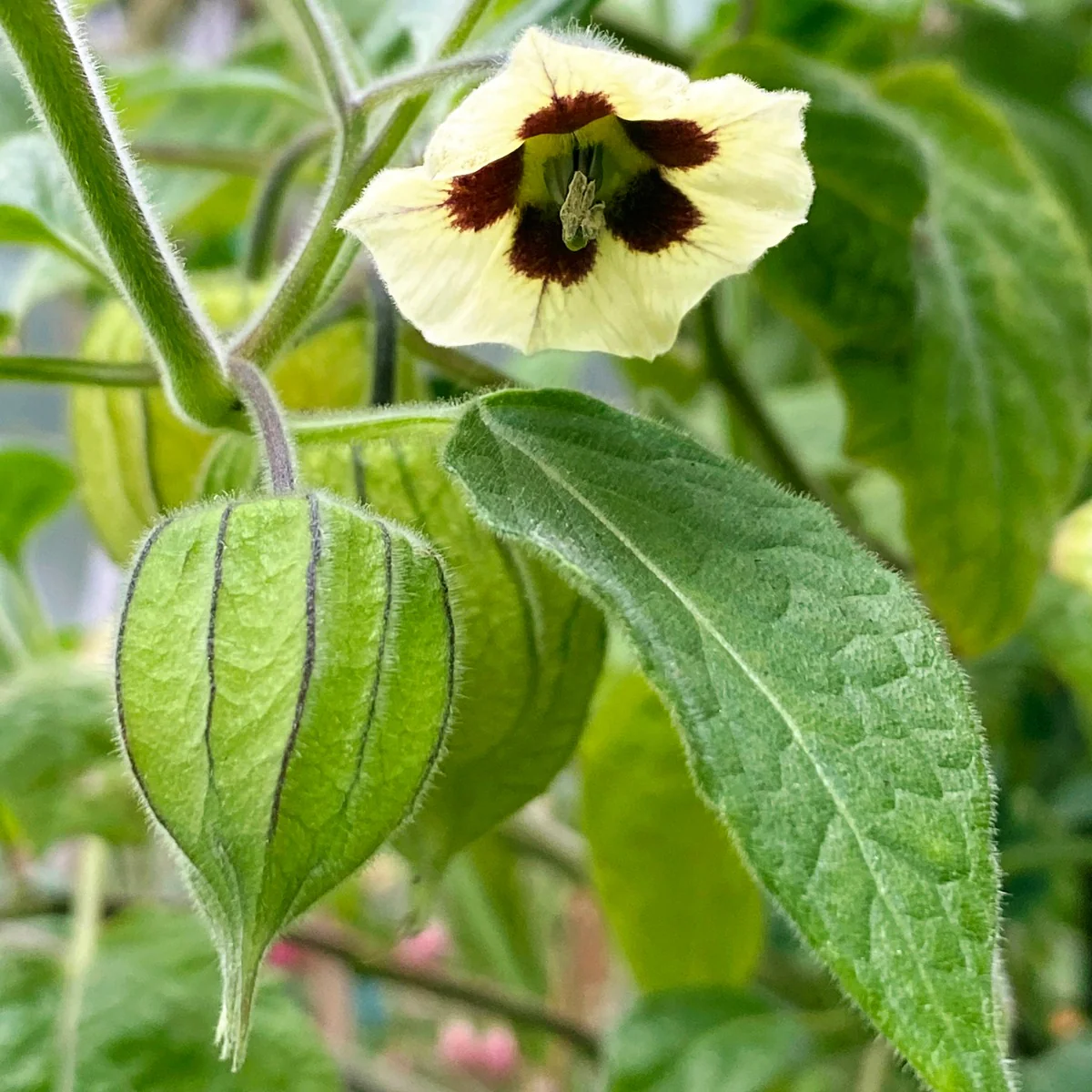 Goldenberry Plant (Physalis peruviana) - Image 3