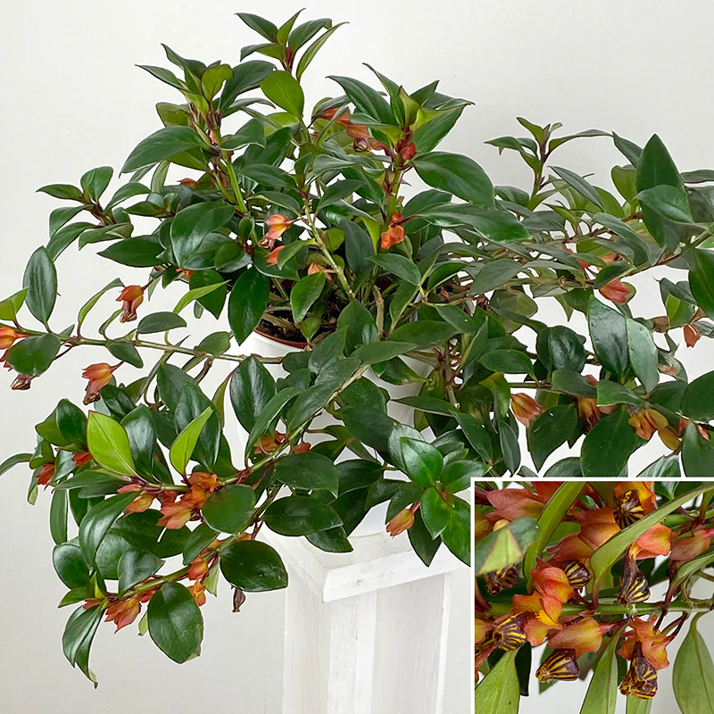Goldfish Plant 'Mardi Gras' (Nematanthus hybrid)