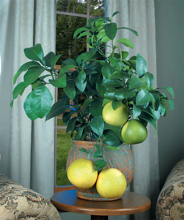 Grapefruit Tree ‘Ruby Red’ (Citrus paradisi hybrid)