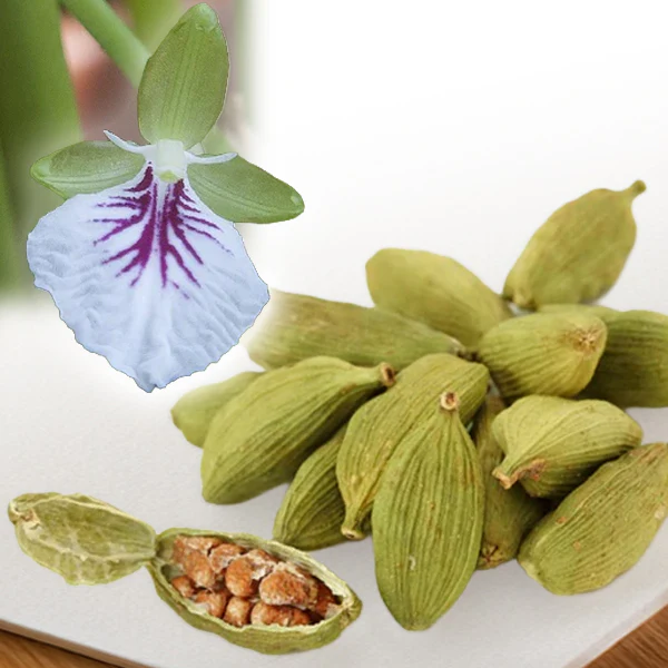 Green Cardamom (Elettaria cardamommum)