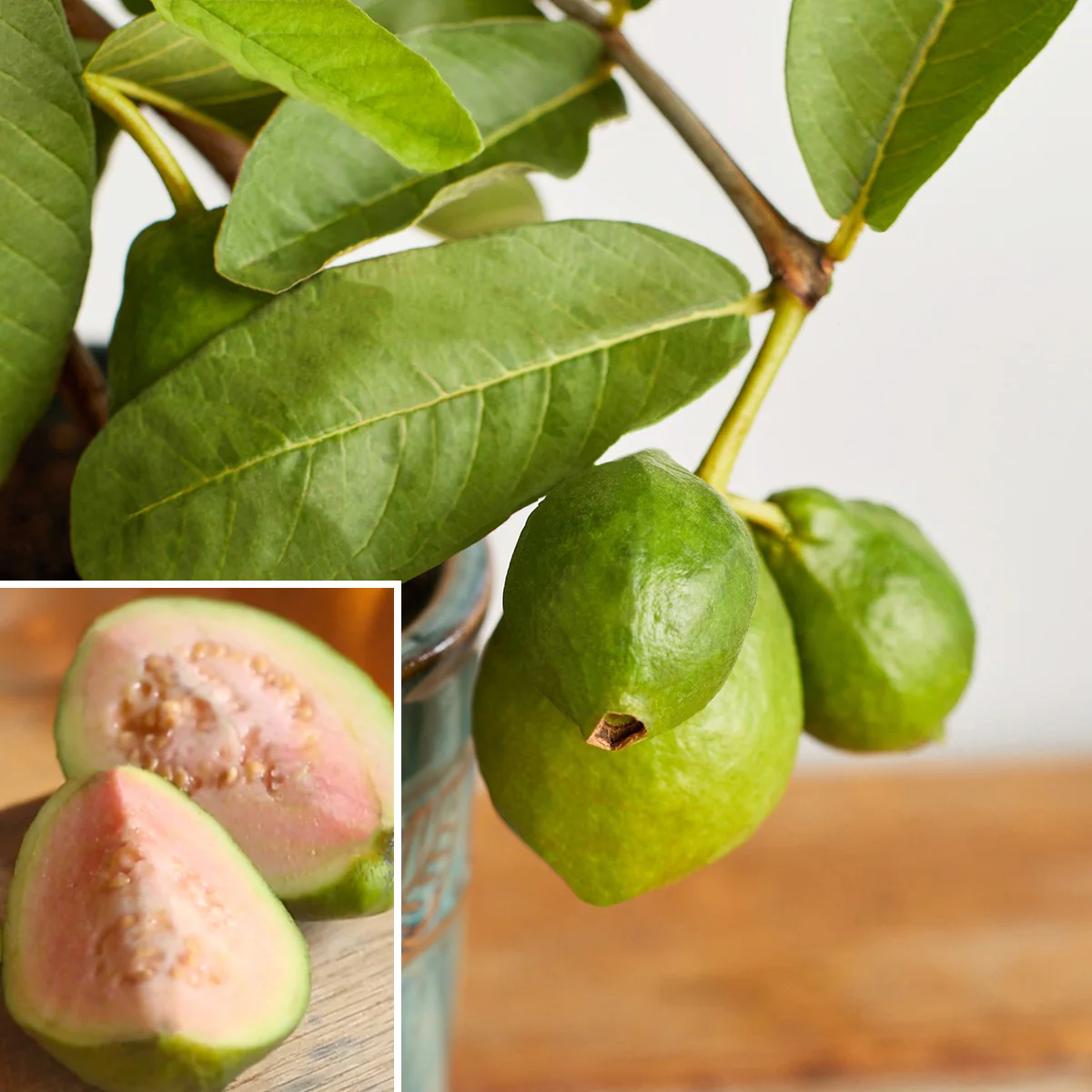 Guava Tree 'Tropical Pink' (Psidium guajava)