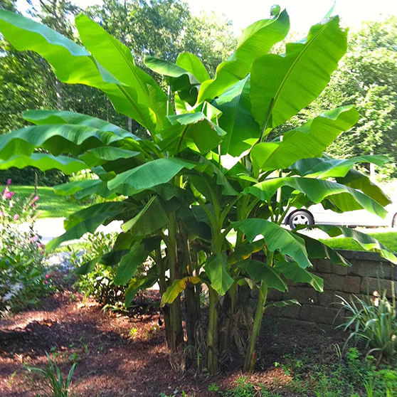 Hardy Banana Plant (Musa basjoo) - Image 4