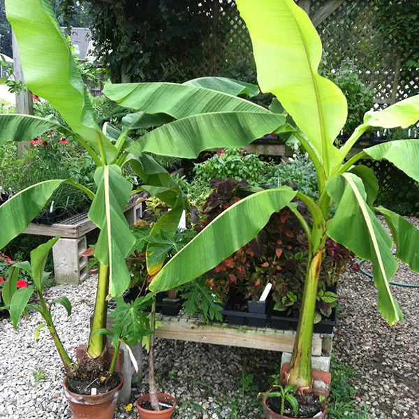Hardy Banana Plant (Musa basjoo) - Image 5