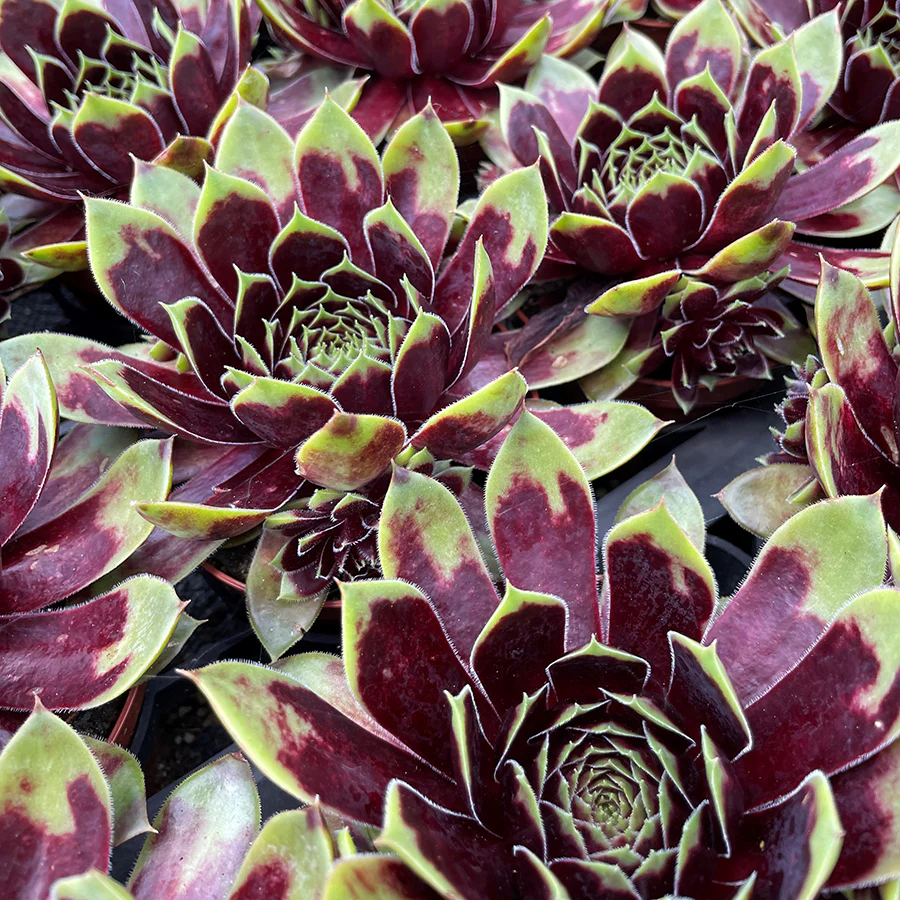 Hardy Hens & Chicks Colorockz® Coconut Crystal PPAF (Sempervivum hybrid)