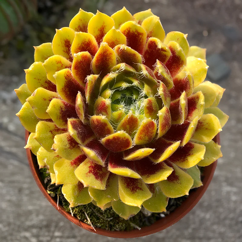 Hardy Hens & Chicks Colorockz® Lemon Flare PPAF (Sempervivum arachnoideum hybrid)