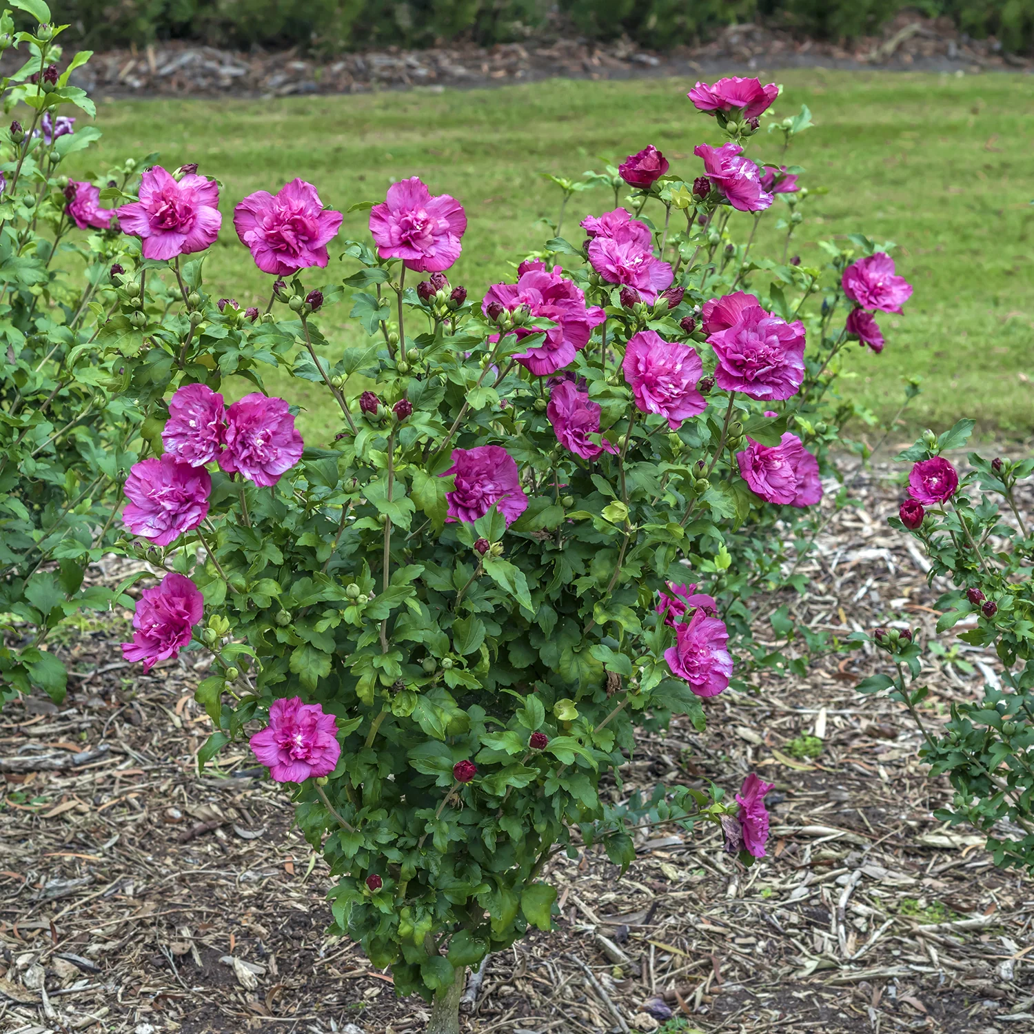 Hardy Hibiscus Magenta Chiffon® PP (Hibiscus syriacus) - Image 3