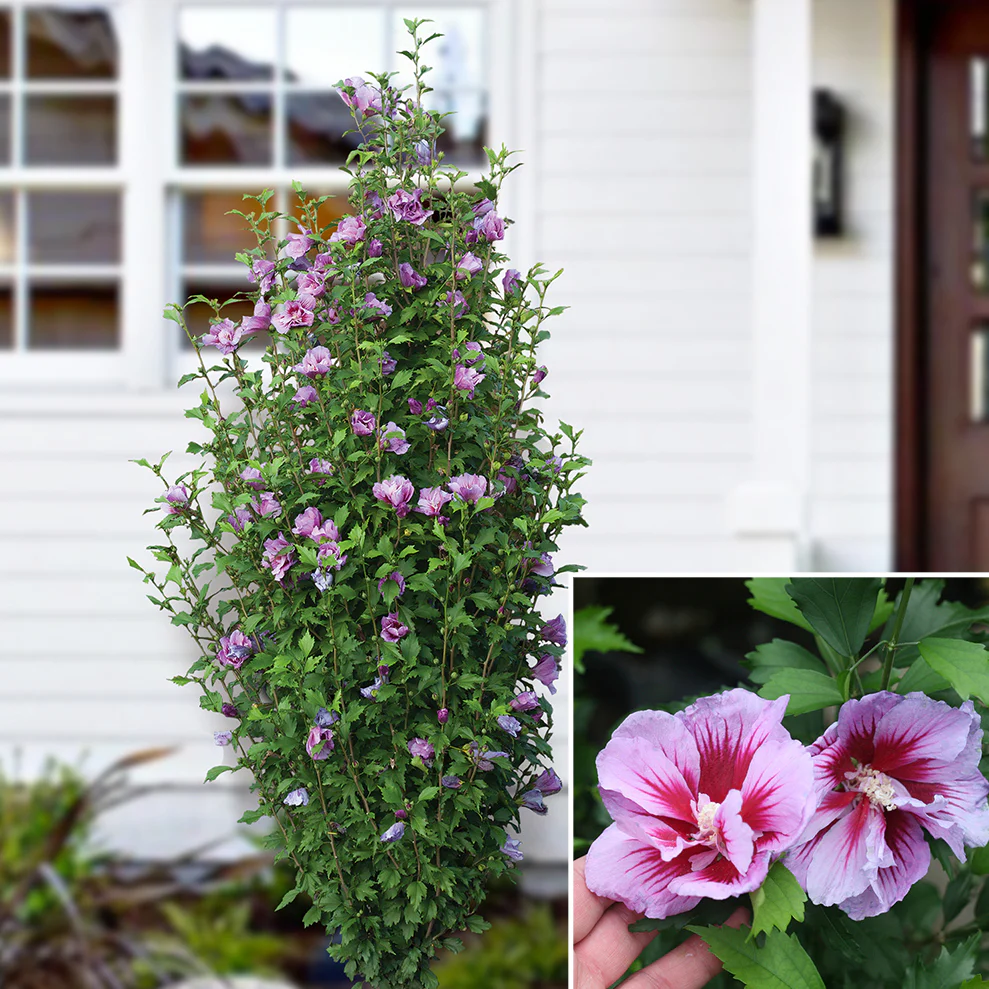 Hardy Hibiscus Purple Pillar® (Hibiscus syriacus) - Image 2