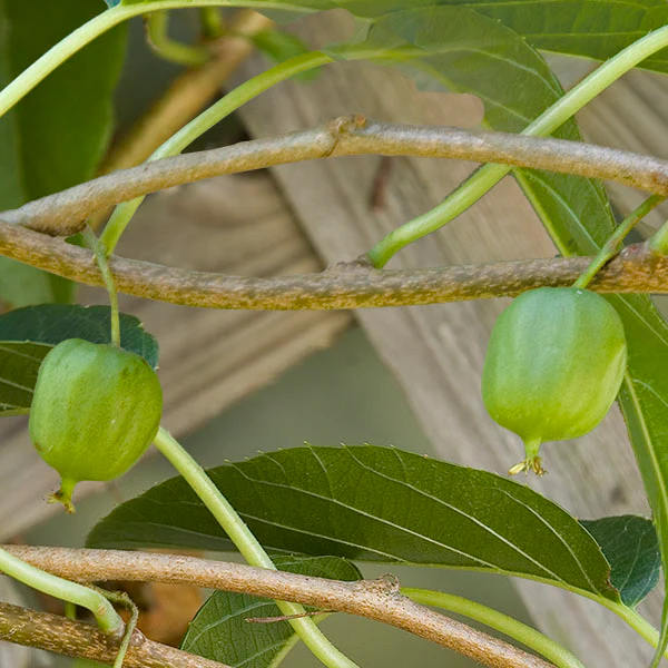 Hardy Kiwi Vine ‘Issai’ (Actinidia arguta)