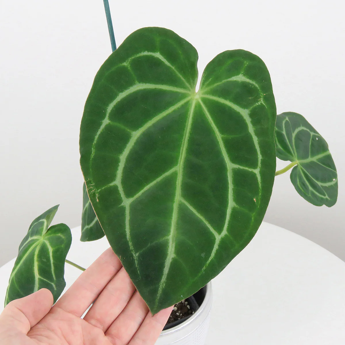Hawaiian Anthurium (Anthurium hybrid) - Image 2