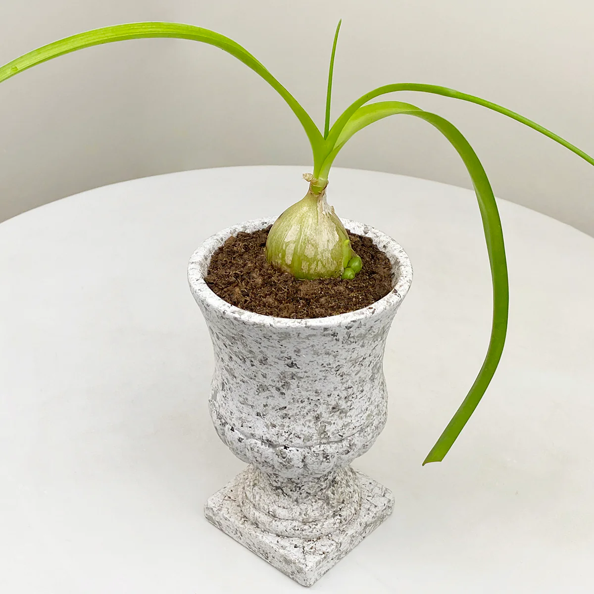 Healing Onion Plant (Ornithogalum caudatum) - Image 2