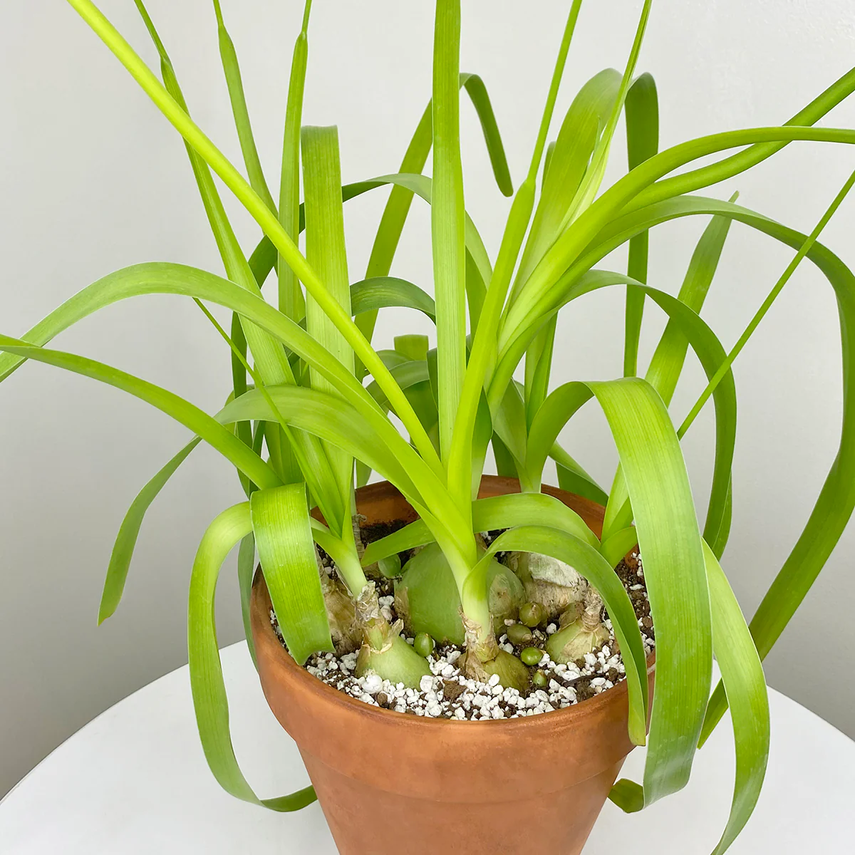 Healing Onion Plant (Ornithogalum caudatum) - Image 3