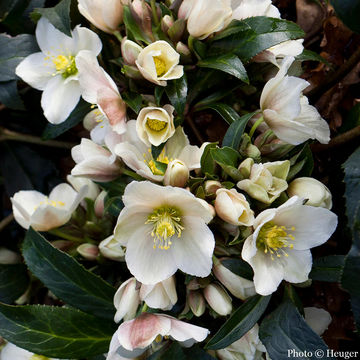 Helleborus Gold Collection® ‘Joker’ PP (Helleborus x ericsmithii hybrid) - Image 2