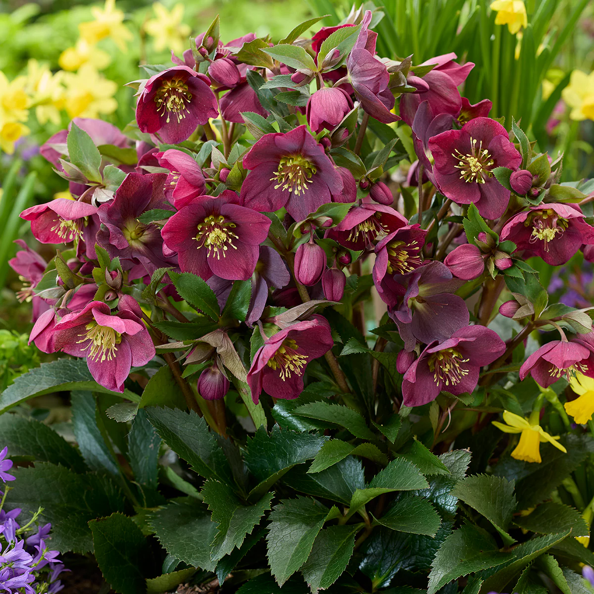 Helleborus 'Spring Sparkle Red' PPAF (Helleborus hybrid)