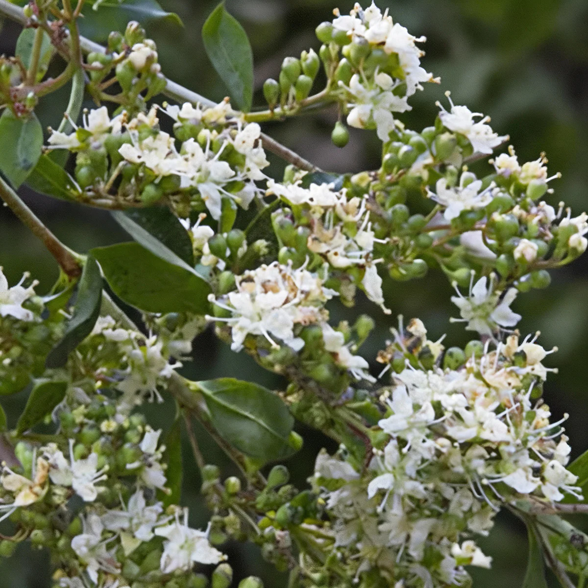 Henna (Lawsonia inermis)