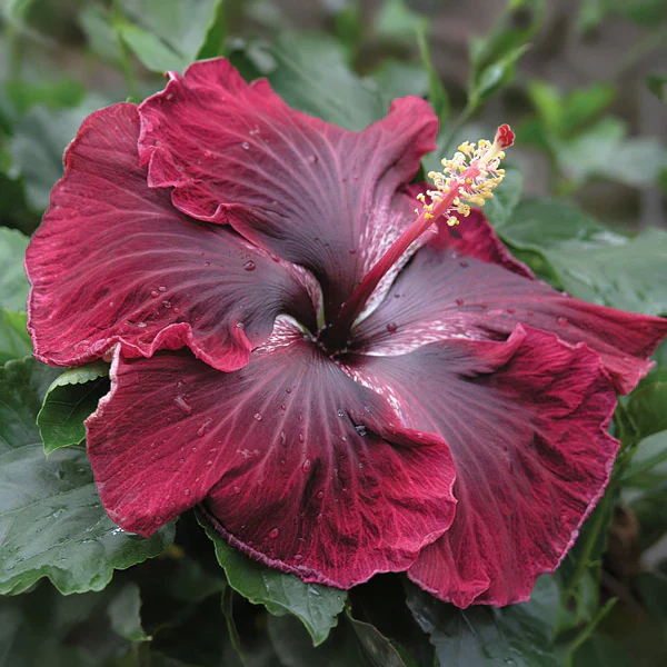 Hibiscus ‘Black Dragon’ (Hibiscus rosa-sinensis hybrid)