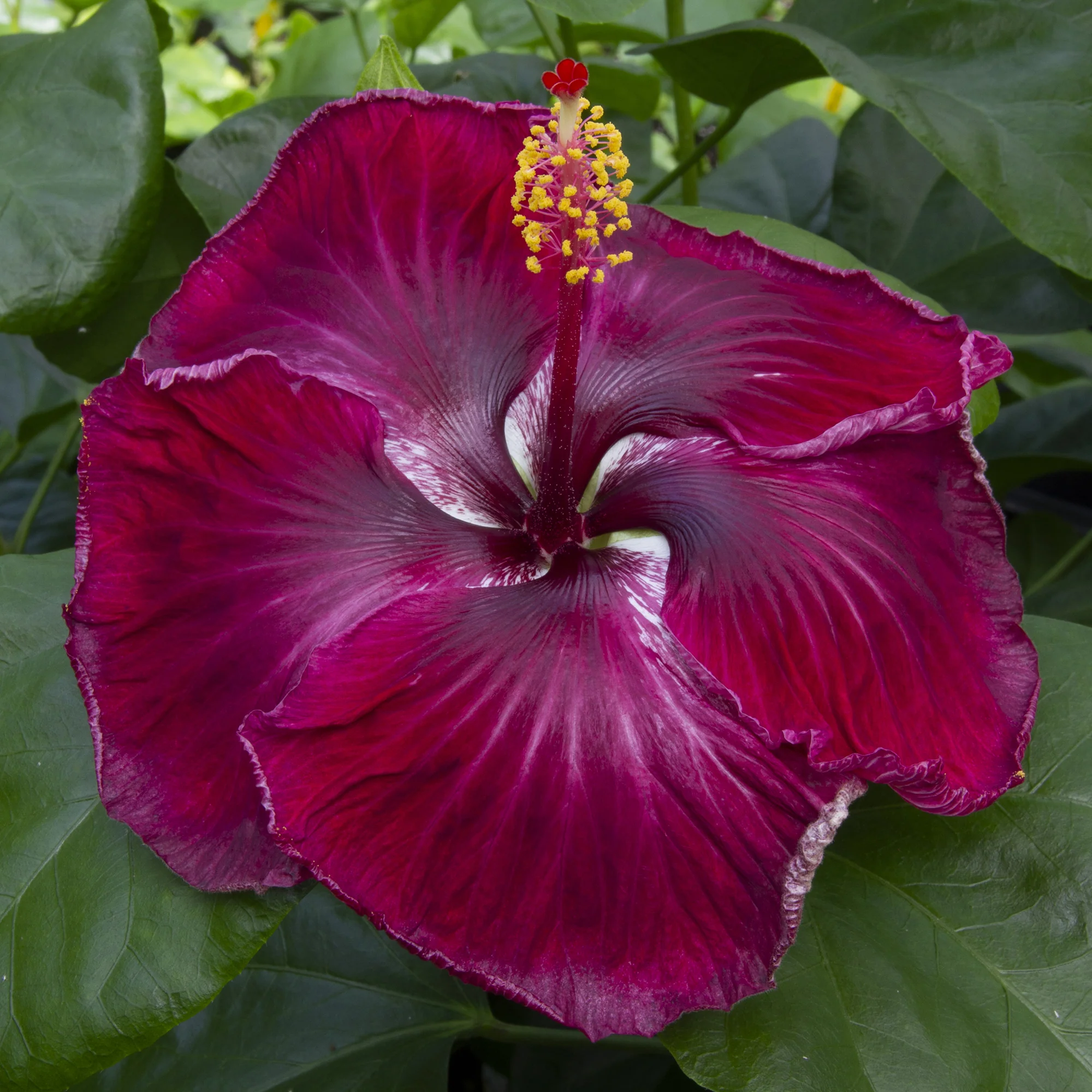 Hibiscus ‘Black Dragon’ (Hibiscus rosa-sinensis hybrid) - Image 2