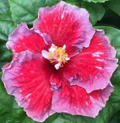 Hibiscus âCherry Blueâ (Hibiscus rosa-sinensis hybrid)