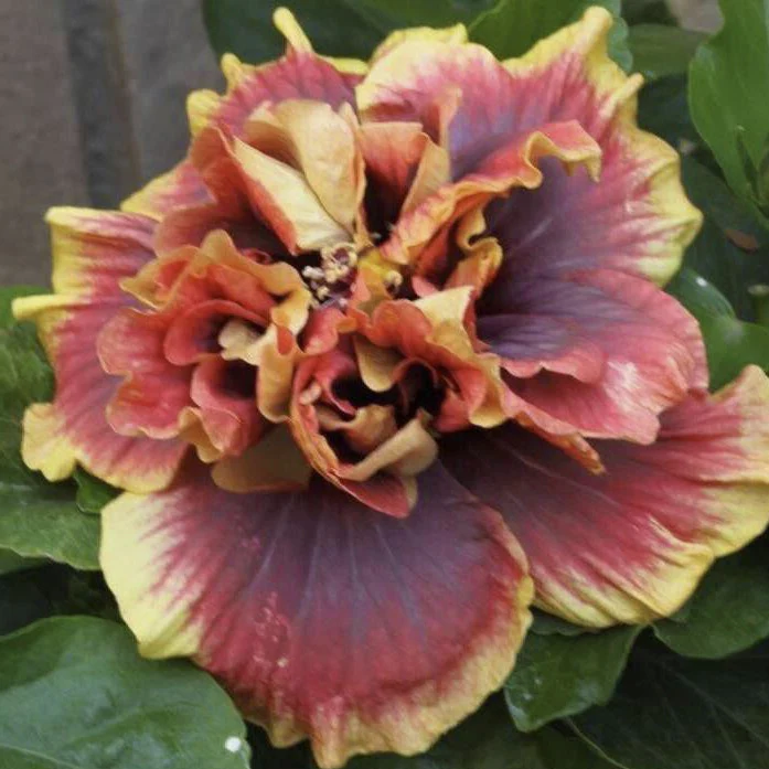 Hibiscus ‘Crown Jellyfish’ (Hibiscus rosa-sinensis hybrid)