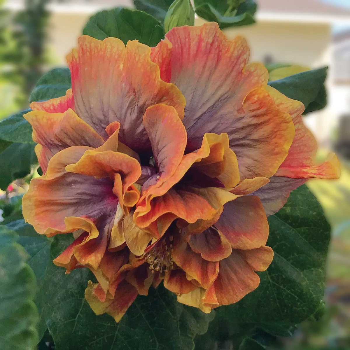 Hibiscus ‘Crown Jellyfish’ (Hibiscus rosa-sinensis hybrid) - Image 3