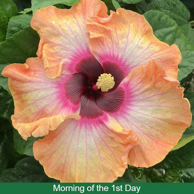 Hibiscus ‘Fiesta del Sol’ (Hibiscus rosa-sinensis hybrid) - Image 3