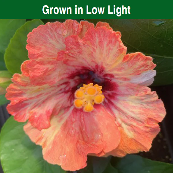 Hibiscus ‘Frosted Lipstick’ (Hibiscus rosa-sinensis hybrid) - Image 3