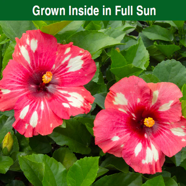 Hibiscus ‘Frosted Lipstick’ (Hibiscus rosa-sinensis hybrid) - Image 4