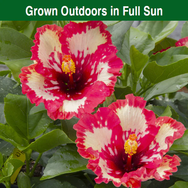 Hibiscus ‘Frosted Lipstick’ (Hibiscus rosa-sinensis hybrid) - Image 5