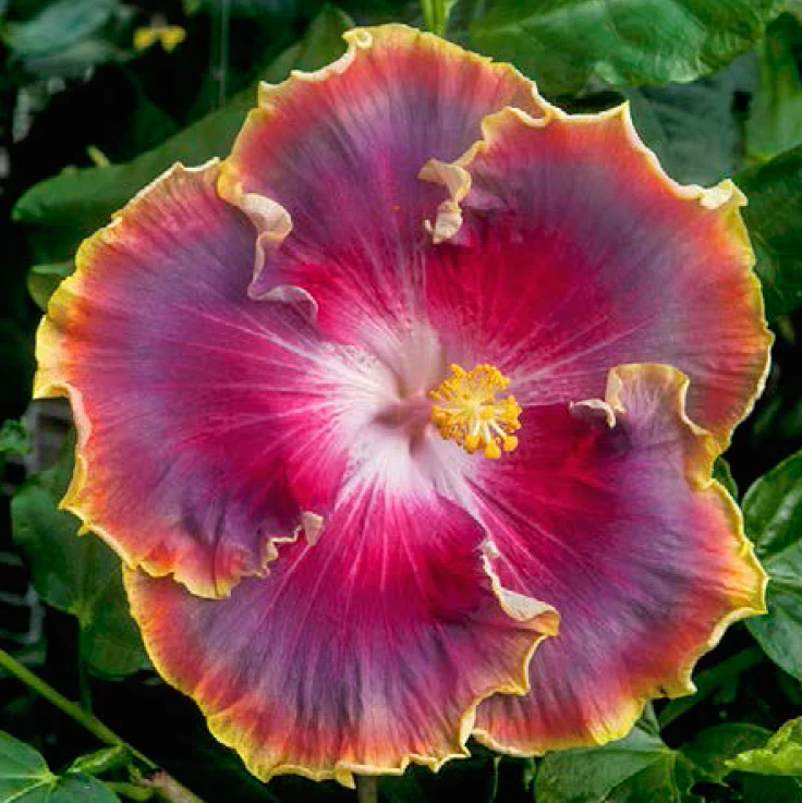 Hibiscus ‘Night Runner’ (Hibiscus rosa-sinensis hybrid) - Image 2