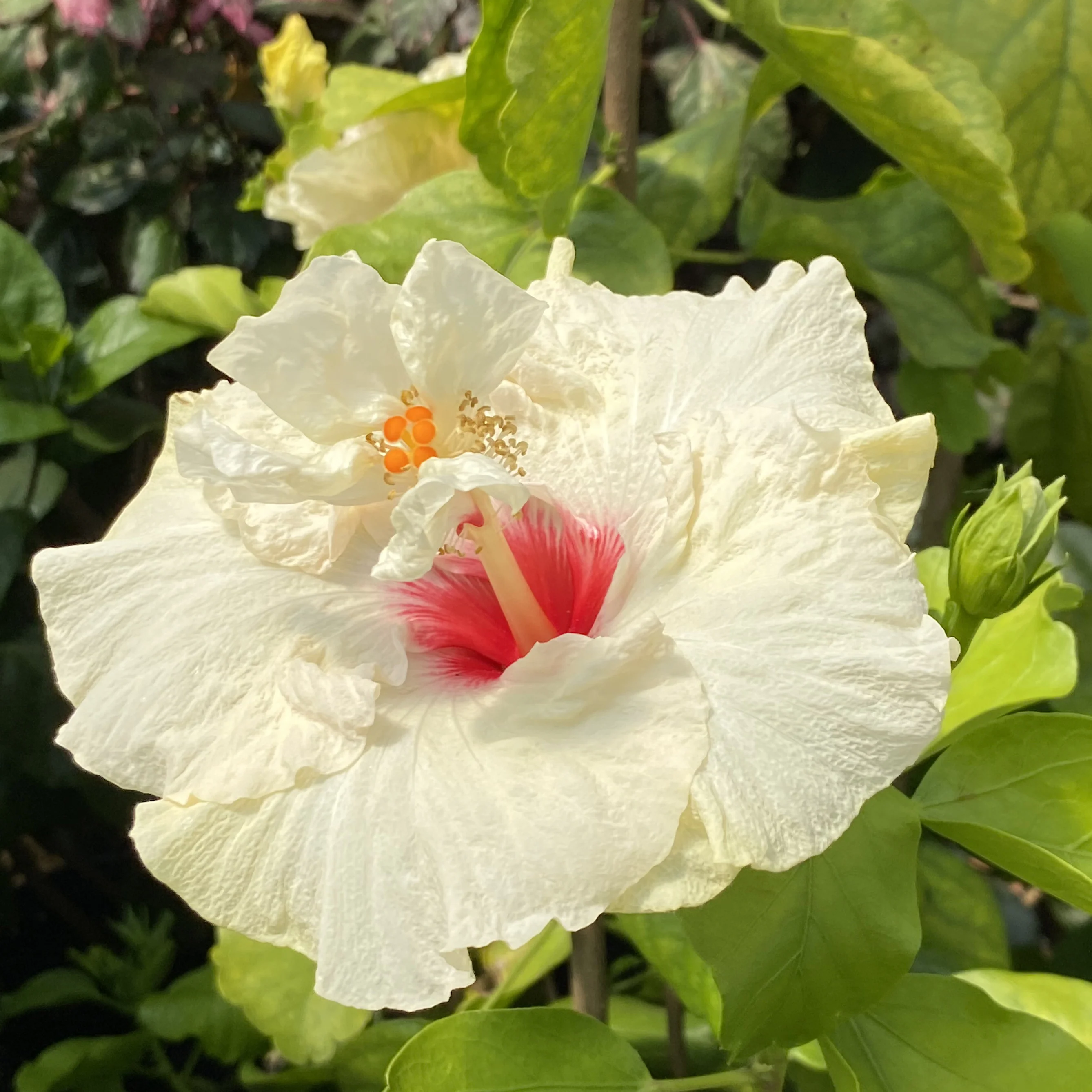Hibiscus ‘Rising Moon’ (Hibiscus rosa-sinensis hybrid) - Image 3