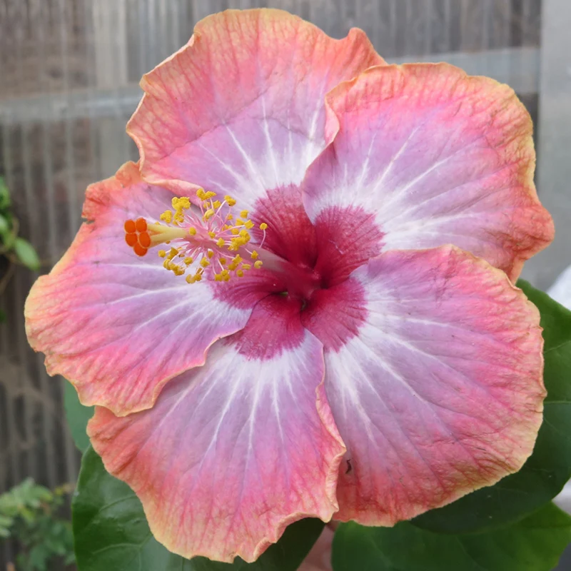 Hibiscus ‘Rumrunner’ (Hibiscus rosa-sinensis hybrid) - Image 3