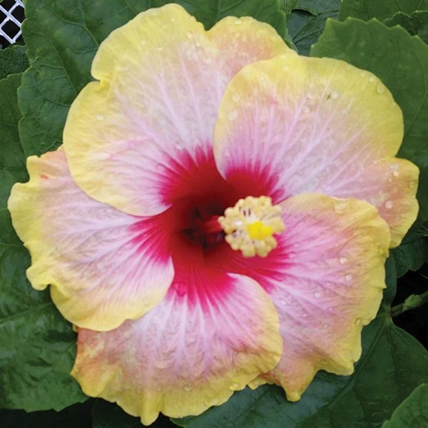 Hibiscus ‘Simple Pleasures’ (Hibiscus rosa-sinensis hybrid) - Image 3