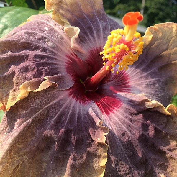 Hibiscus Tahitian ‘Orange Garnet’ (Hibiscus rosa-sinensis hybrid) - Image 2