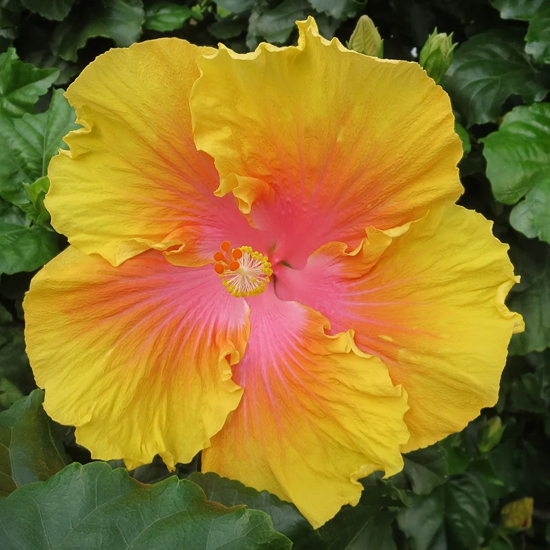 Hibiscus ‘The Path’ (Hibiscus sinensis) - Image 2