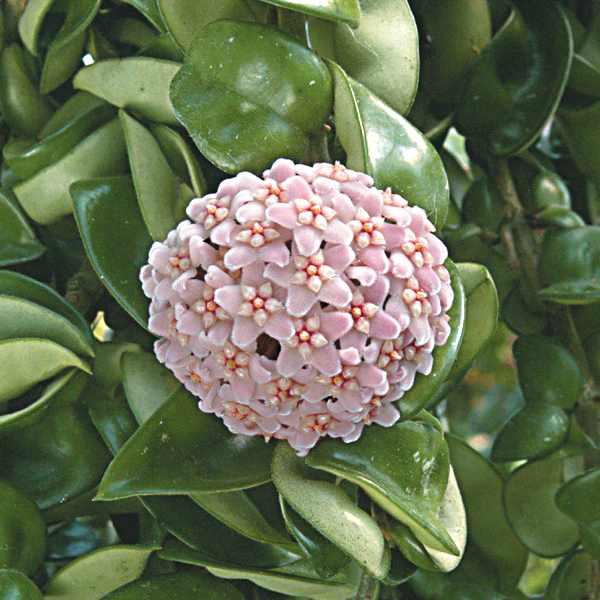 Hindu Rope Plant ‘Crispa’ (Hoya carnosa)