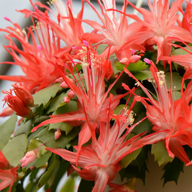 Holiday Cactus ‘Chiba Spot’ (Schlumbergera truncata hybrid) - Image 2
