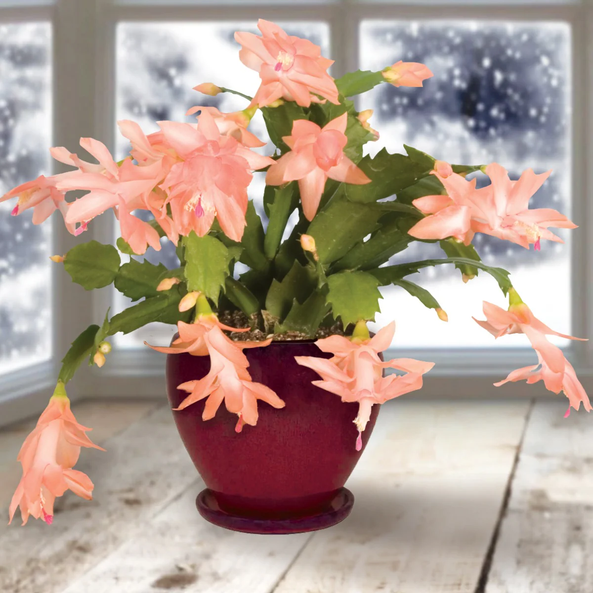 Holiday Cactus ‘Christmas Fantasy’ (Schlumbergera hybrid)