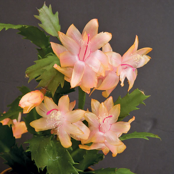 Holiday Cactus āChristmas Flameā (Schlumbergera truncata hybrid)