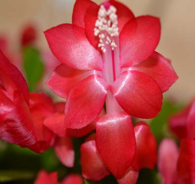 Holiday Cactus ‘Coral Red’ (Schlumbergera hybrid) - Image 2